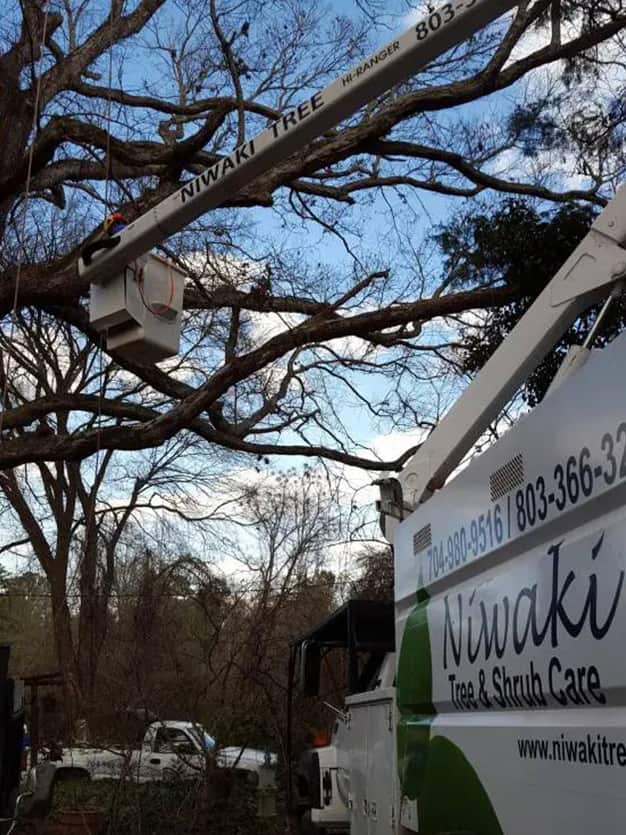 Niwaki Tree Service completed project gallery