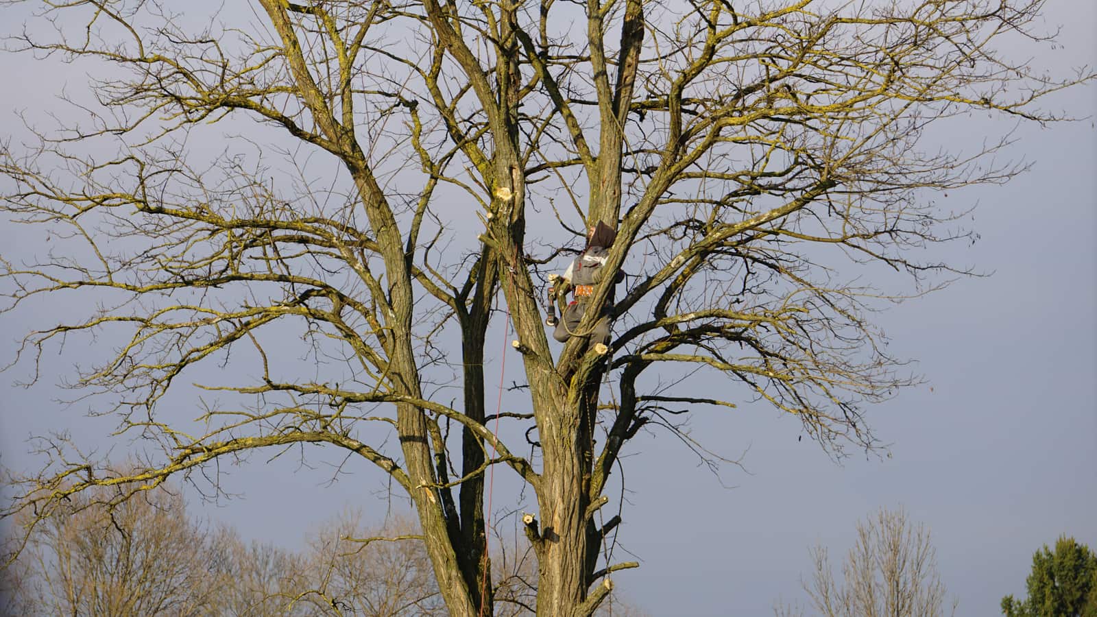 Tree Fertilization