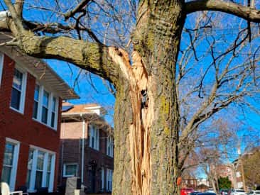 Tree Health Inspection and Treatment