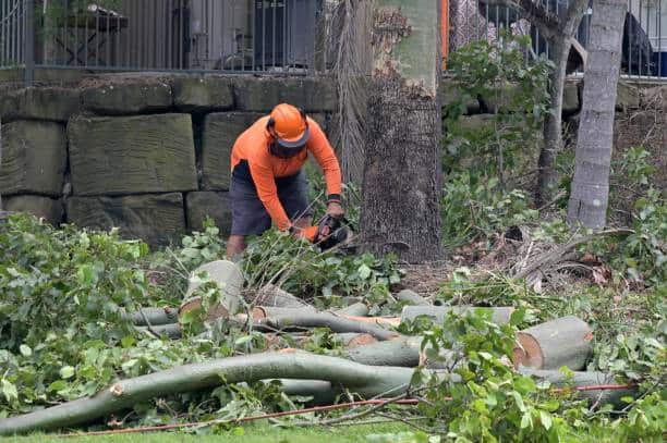 Tree Pruning