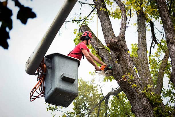 Tree Removal by Niwaki ISA Certified Arborists