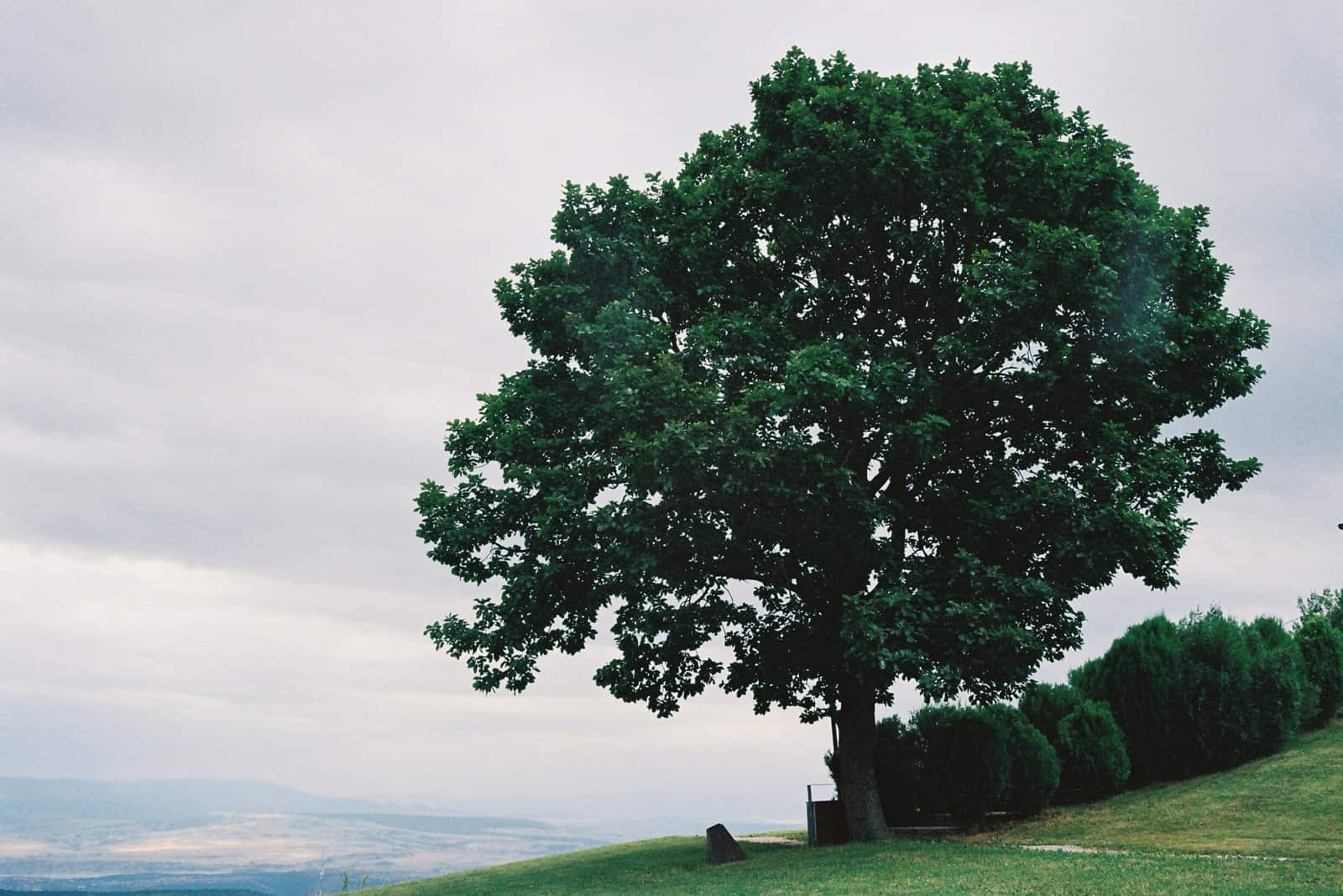 Tree Spraying