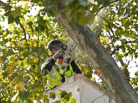 Tree Storm Prep and Support System