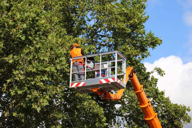 Tree Transplanting