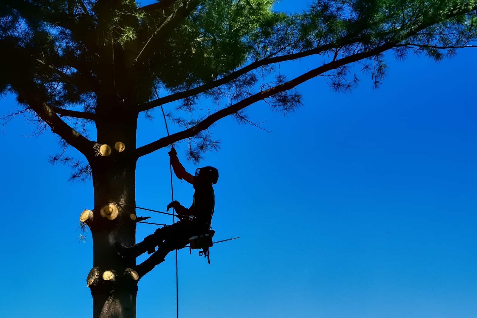 Tree Trimming
